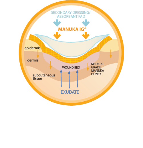Manuka-IG-Illustration