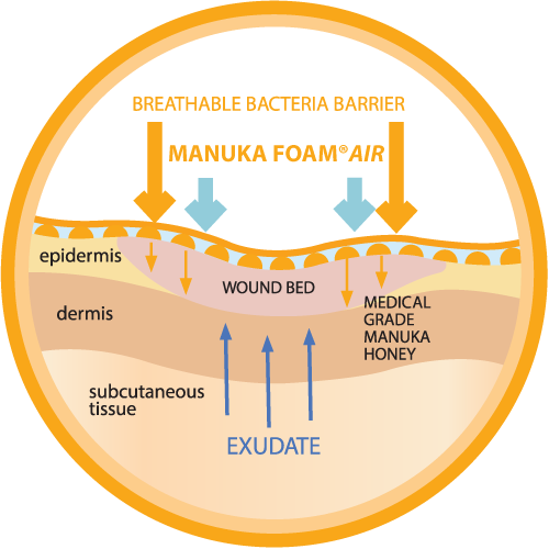 Manuka-Foam-Air-Illustration