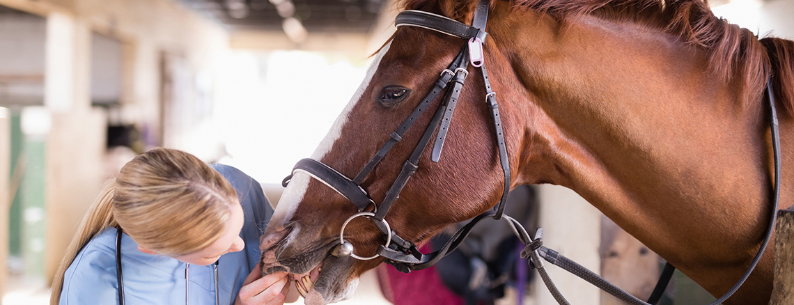 Healing And Improving Animal Lives